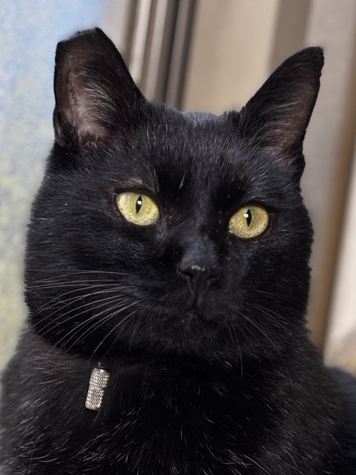 巨体な甘えん坊 りんご猫・なち