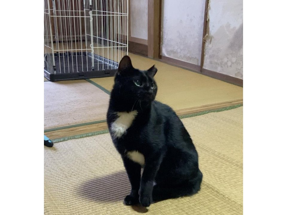 クールな黒猫のクロちゃん
