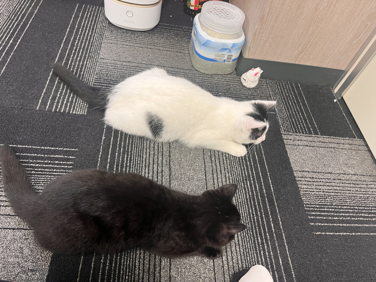 猫]富山県富山市の里親募集 ハチワレちゃん