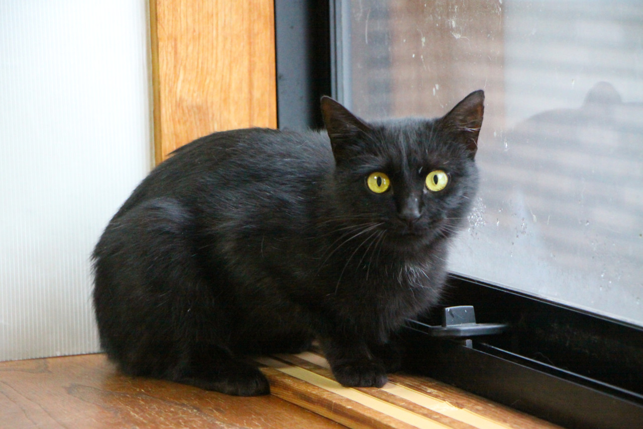人馴れした黒猫です
