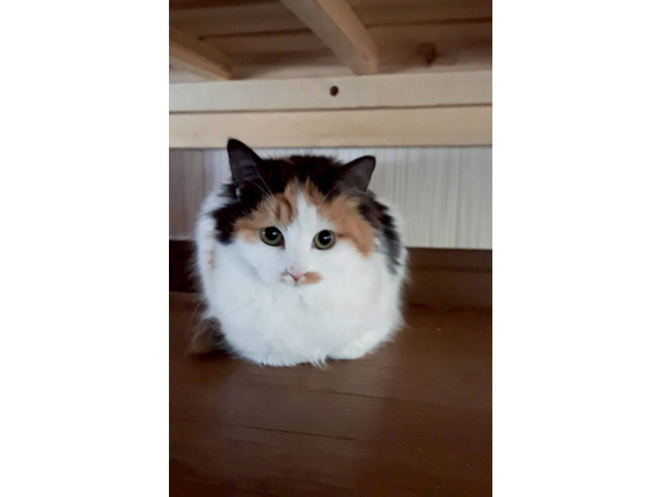 猫]千葉県君津市の里親募集 小柄な長毛×三毛猫のふうかちゃん