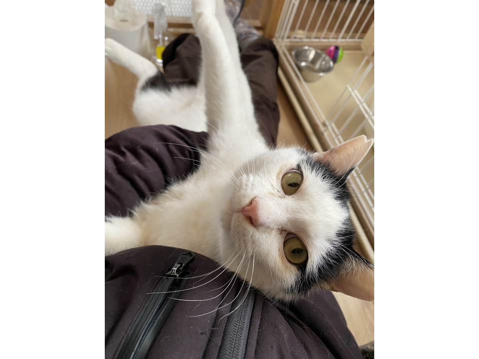 抱っこされながらふみふみするおもちくん♡