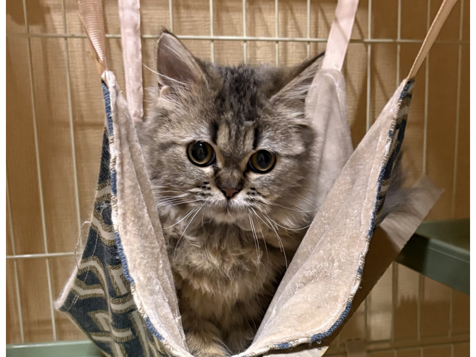 静かな性格大きな目のスコティッシュちゃん