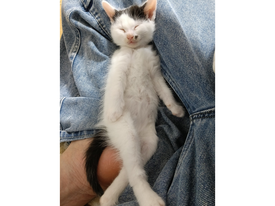 かわいい♡白黒子猫