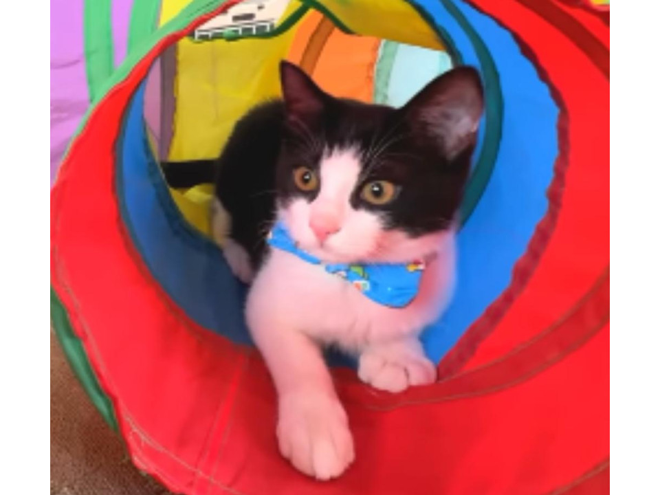 ベランダに置いていかれた仔猫！