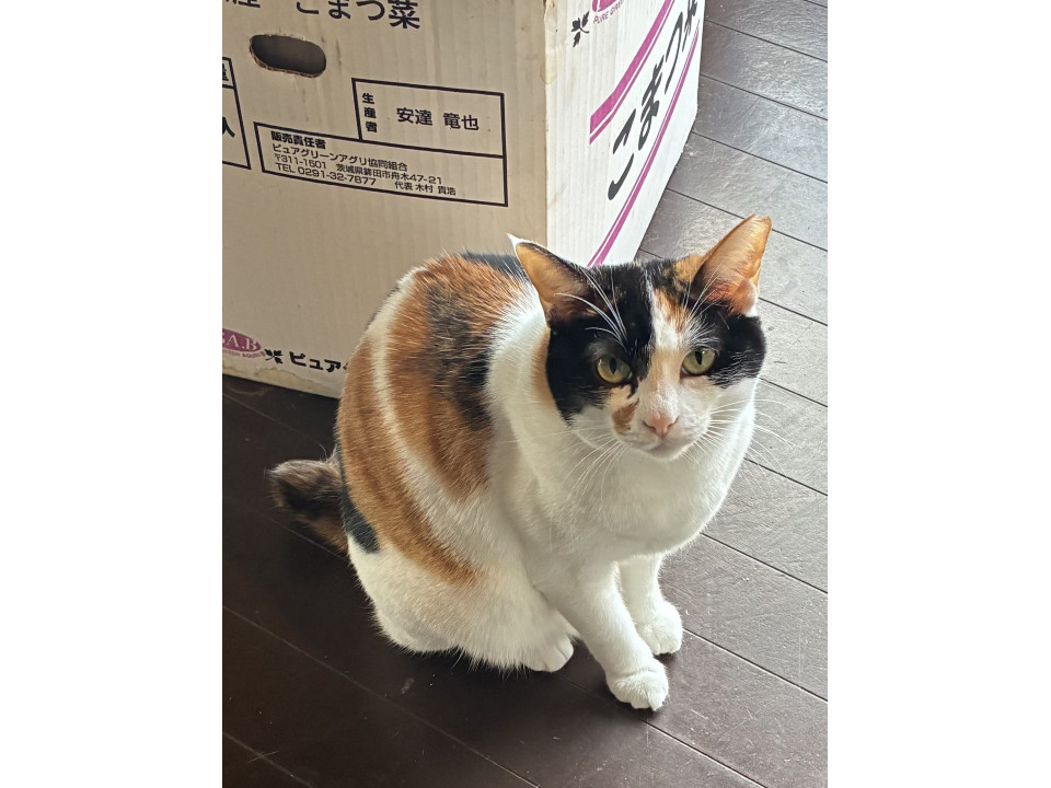 綺麗な三毛猫ミナミちゃんです。