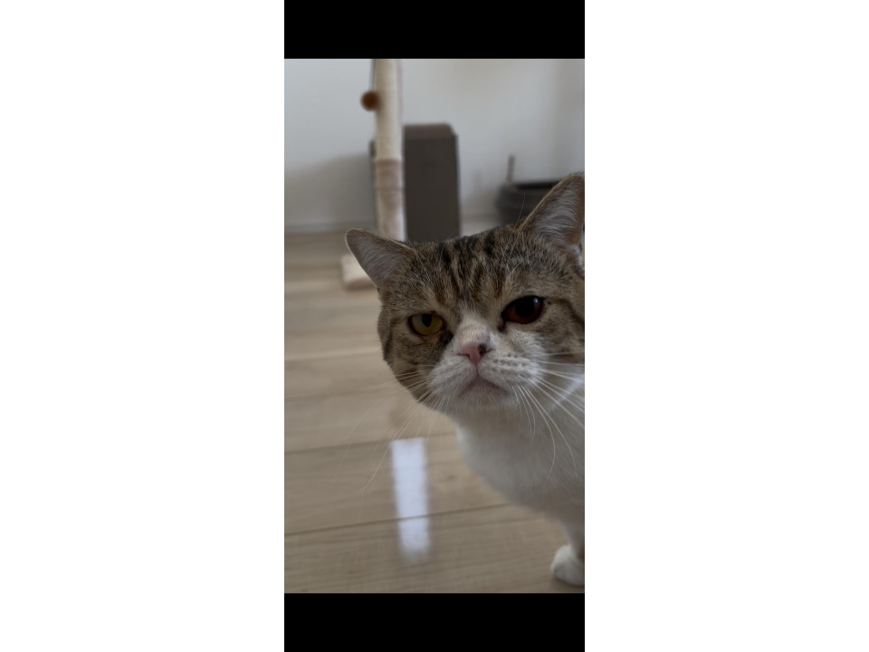とても人懐っこいミヌエットのオスです