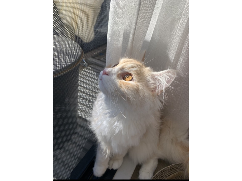ふわふわ大きい高貴猫さん