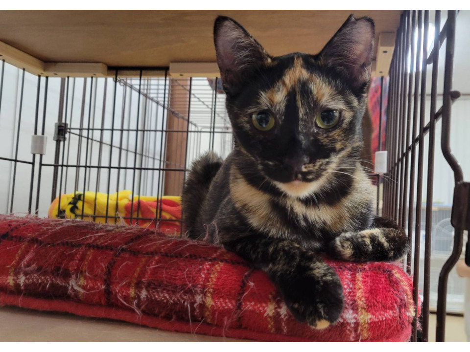 顔の柄が特徴的なサビ猫さん
