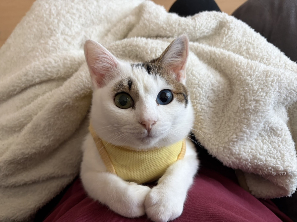 猫]広島県山県郡北広島町の里親募集 オッドアイが可愛い人懐っこいあき