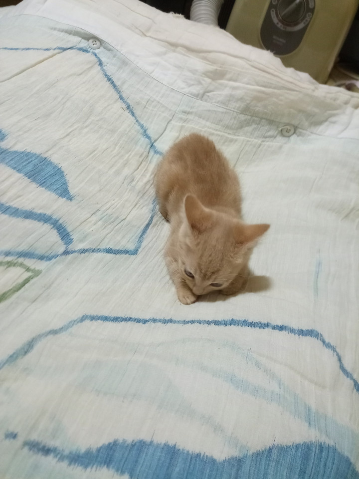 ２ヶ月くらいの男の子　№２