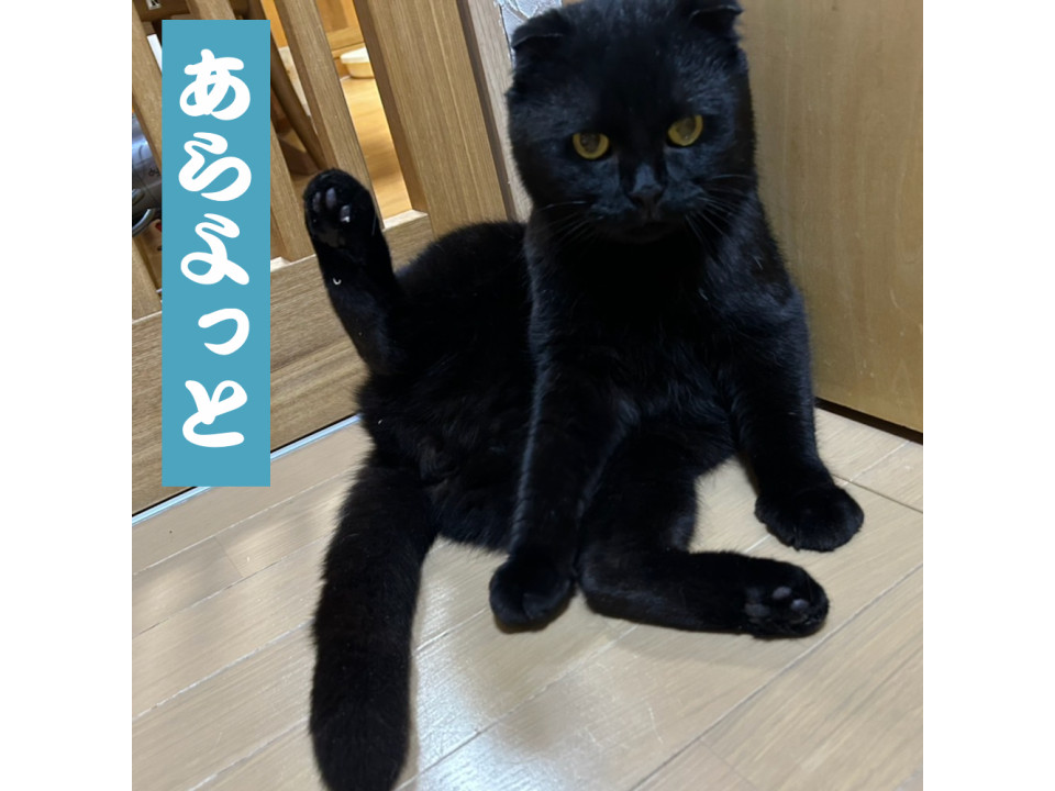 猫]神奈川県横浜市旭区の里親募集 ダミ声が渋い丸顔スコティッシュ