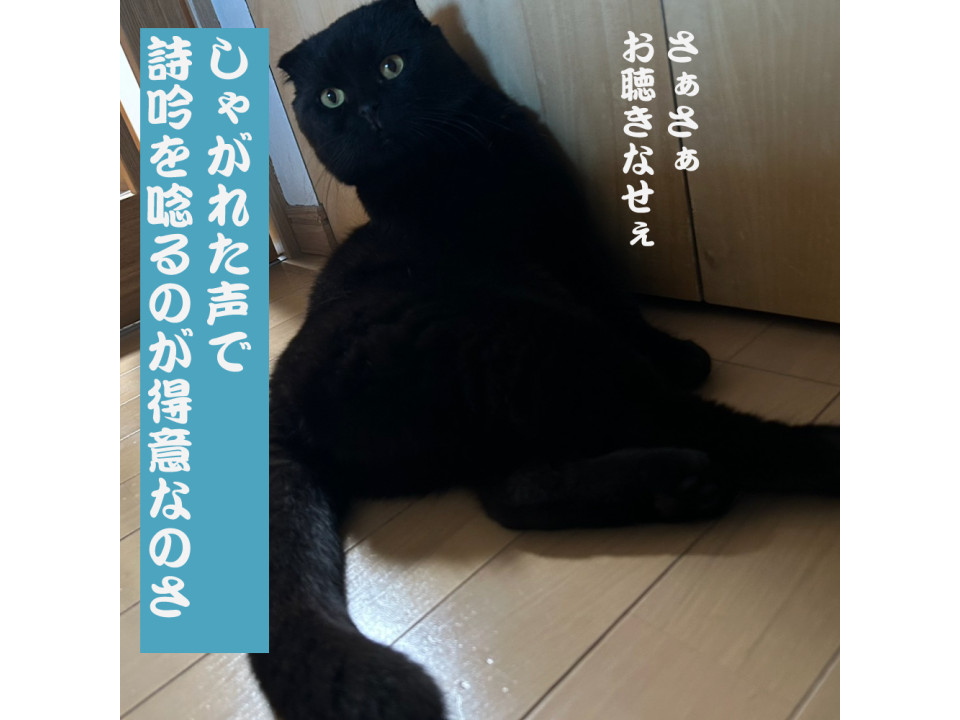 猫]神奈川県横浜市旭区の里親募集 ダミ声が渋い丸顔スコティッシュ