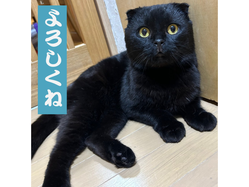 猫]神奈川県横浜市旭区の里親募集 ダミ声が渋い丸顔スコティッシュ