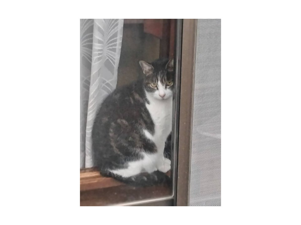 猫]神奈川県川崎市中原区の里親募集 びびりだけど触らせてくれる猫です