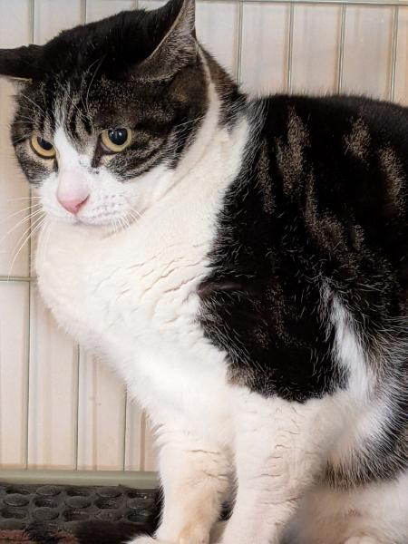猫]神奈川県川崎市中原区の里親募集 びびりだけど触らせてくれる猫です