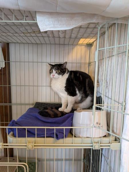 取引猫です。 猫]神奈川県川崎市中原区の里親募集 びびりだけど触らせてくれる猫です