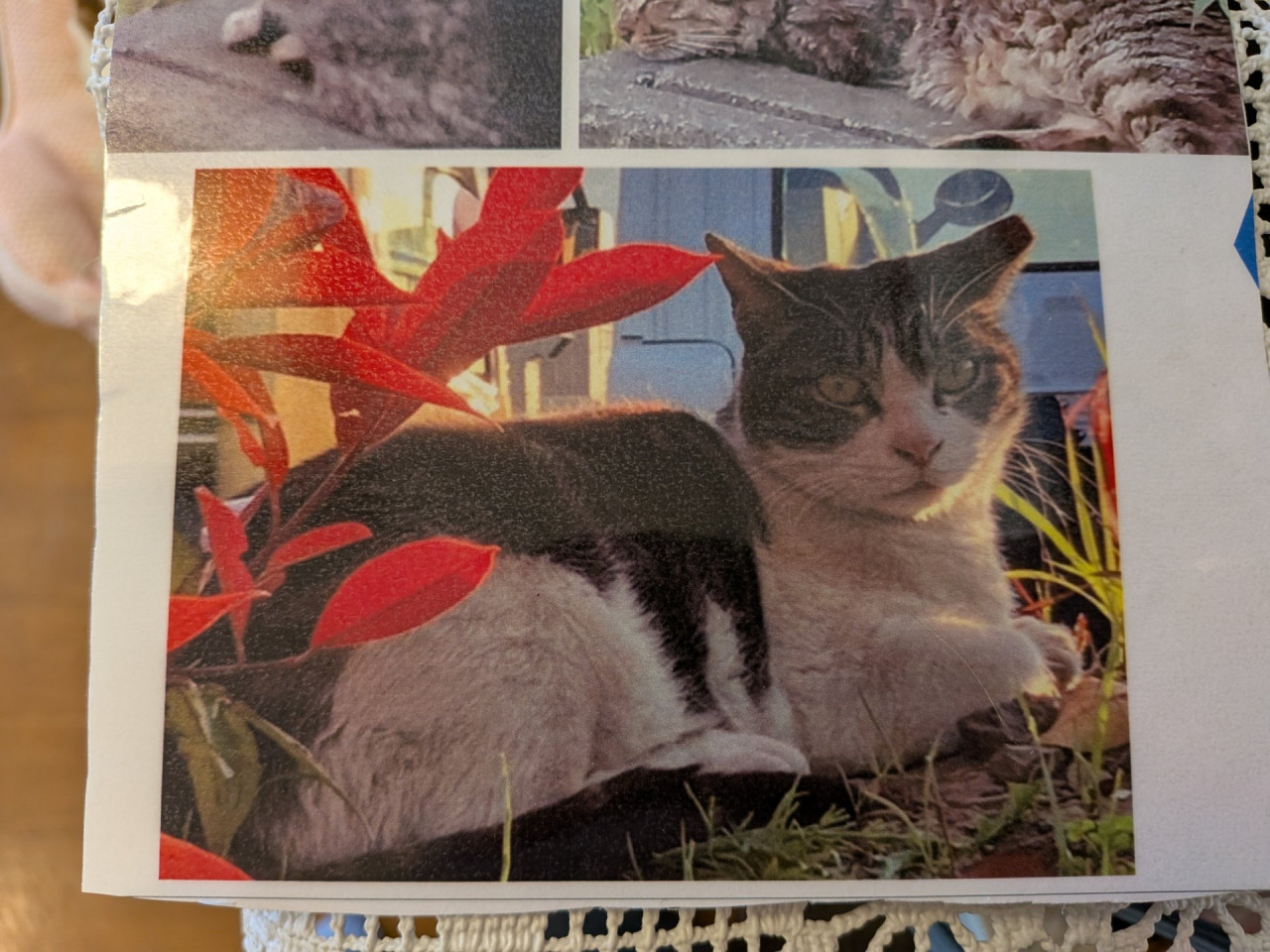 取引猫です。 猫]神奈川県川崎市中原区の里親募集 びびりだけど触らせてくれる猫です