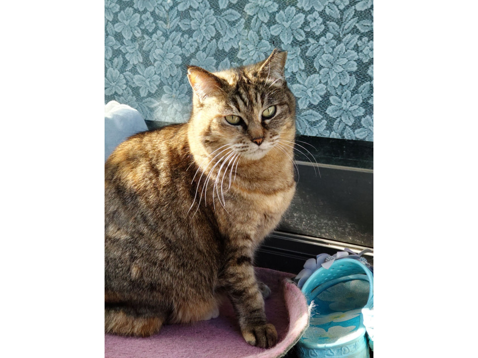 大人しい麦わら猫ちゃん