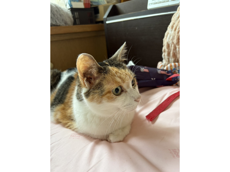人馴れしているシニア猫です