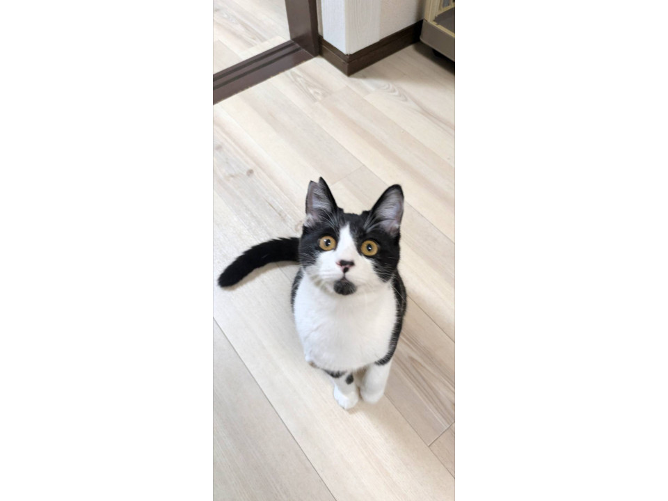 猫初心者さまにもオススメです