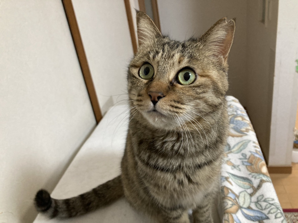 人慣れ抜群！猫さんは少し苦手なふくちゃん