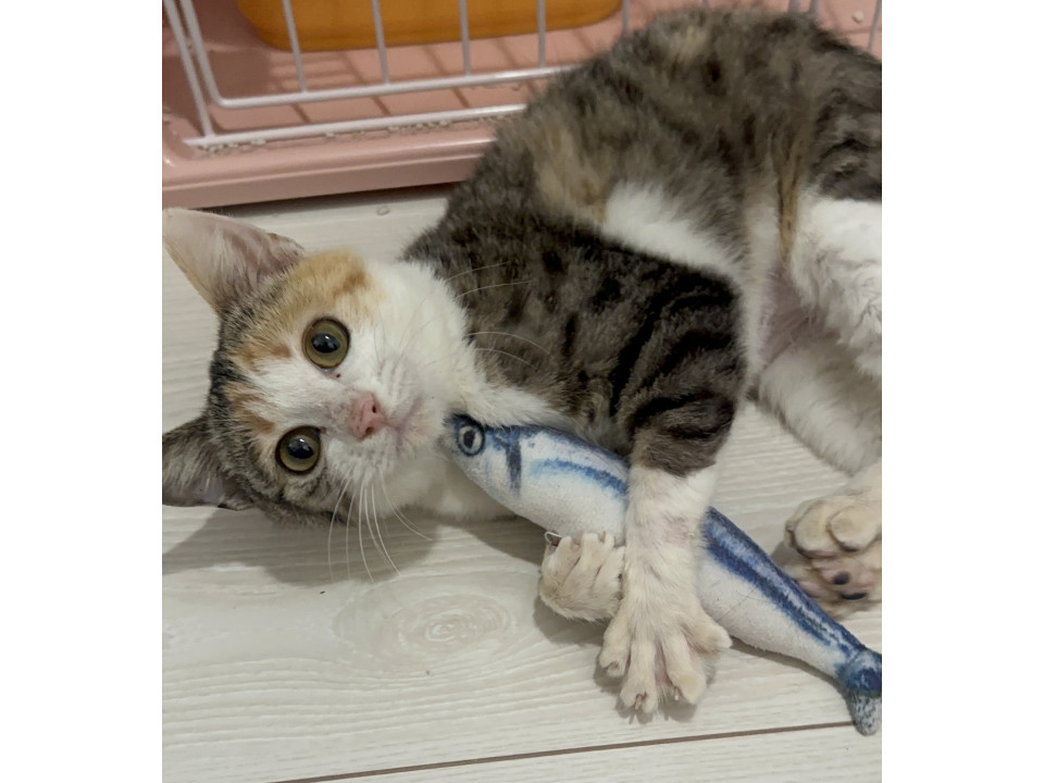 超超甘えん坊で抱っこ大好き三毛子猫