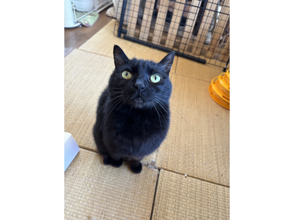 物静かな黒ねこくん