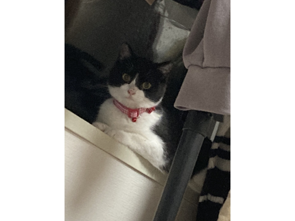 ハチワレ子猫