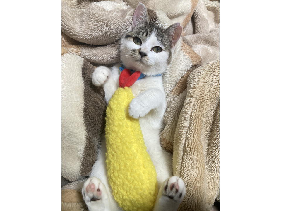 キジ白子猫