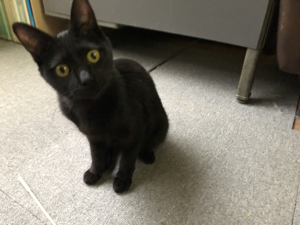可愛い黒猫ちゃんです。
