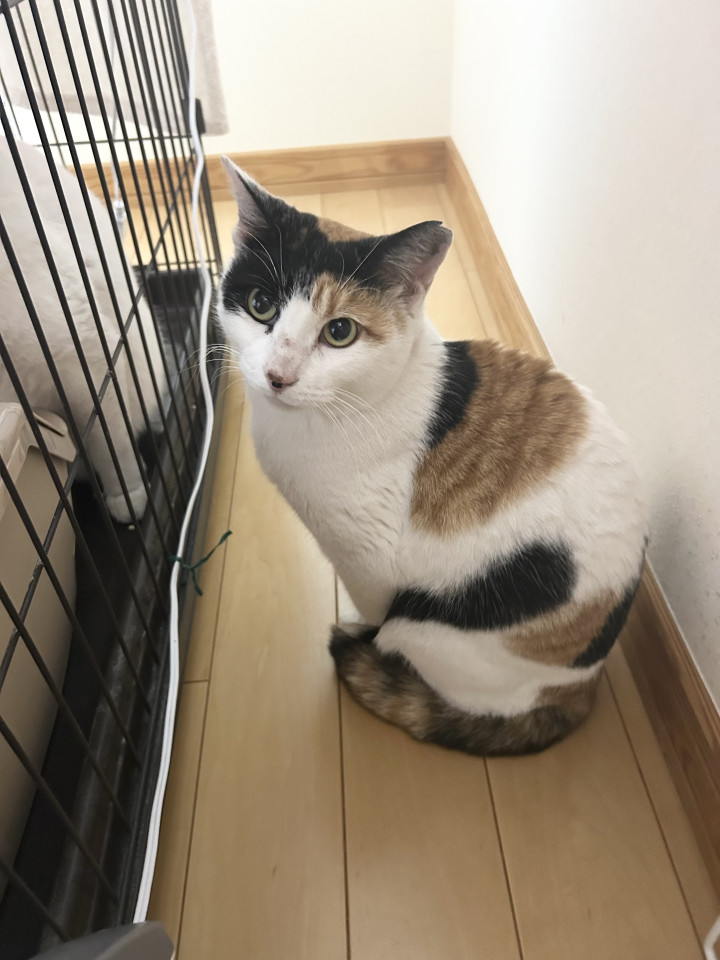 甘えん坊でかまってちゃんのチャチャ