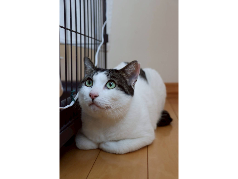 パンチゼロ宣言◎大らかなTHE男の子