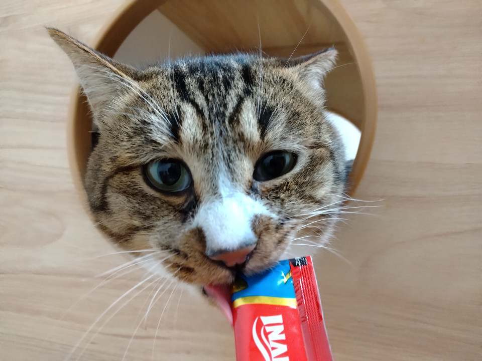 【たろう】飼い主死亡により残された３兄弟