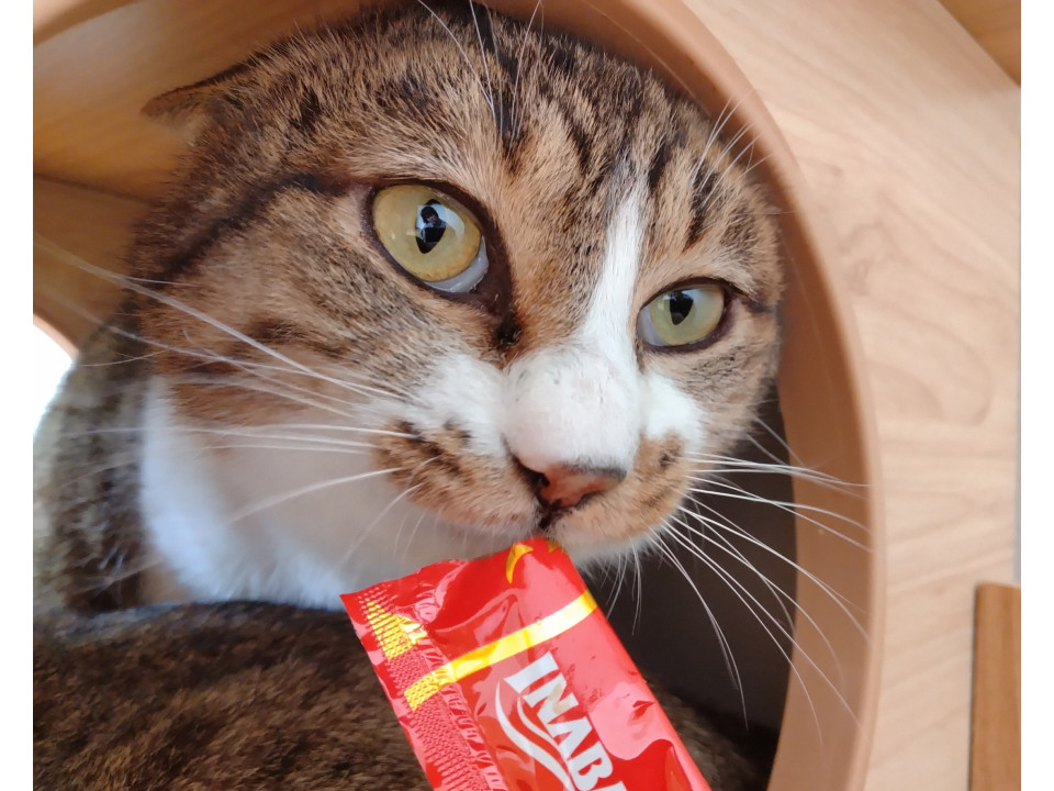 【じろう】飼い主死亡により残された３兄弟