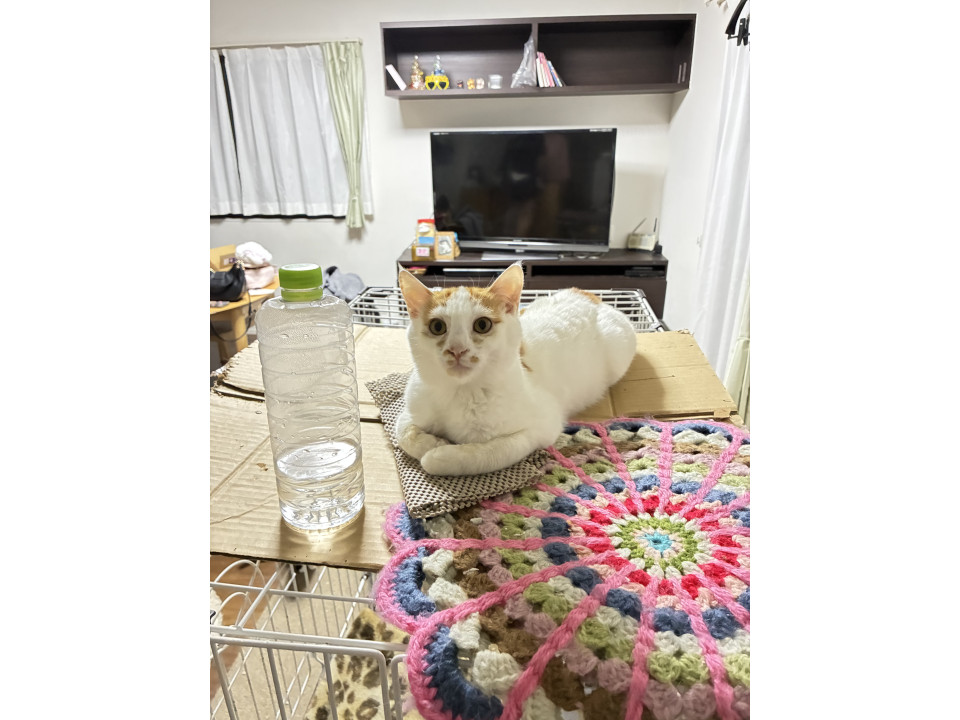 すりすり甘えんぼうの白茶くん