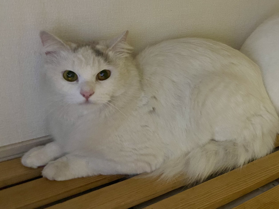 ツンの中に隠れた甘えん坊見つけてください