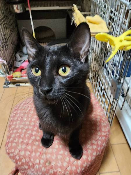 鼠取り餅がくっついていた子猫ちゃん