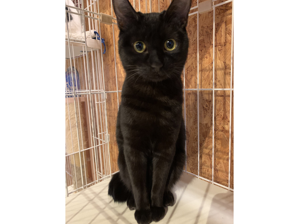 不器用に甘えてくる黒猫女の子　