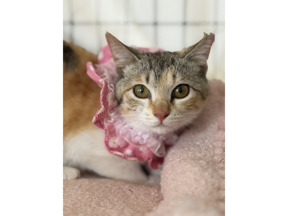 小ぶりで可愛い三毛猫子猫