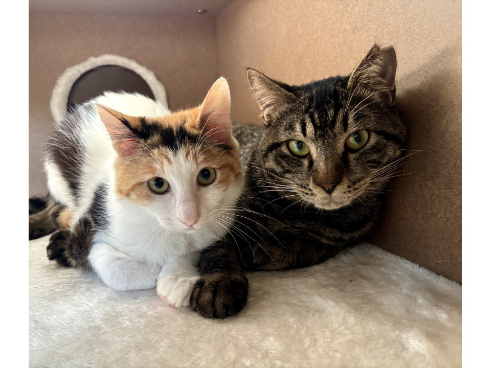 兄弟ではないけど…苦労猫ペア♡