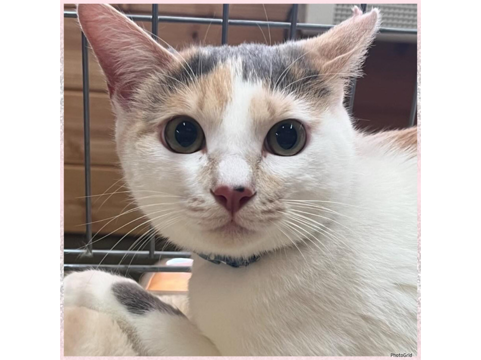 薄いグリーンの瞳の三毛猫避妊済