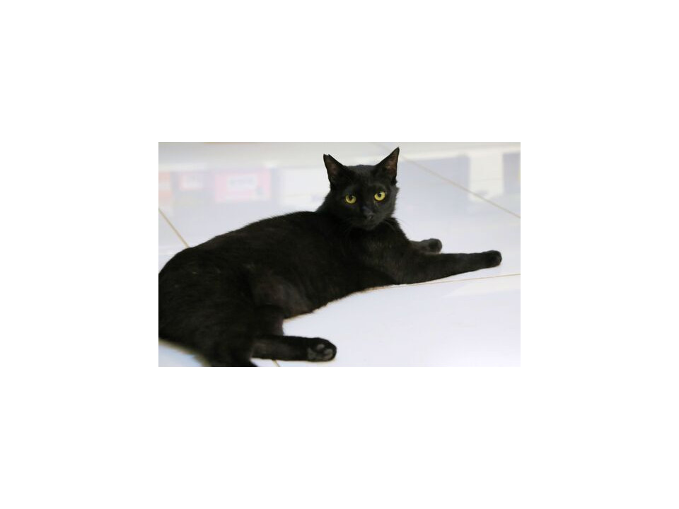 猫が好きな黒猫さん、去勢ワクチン済みエイ