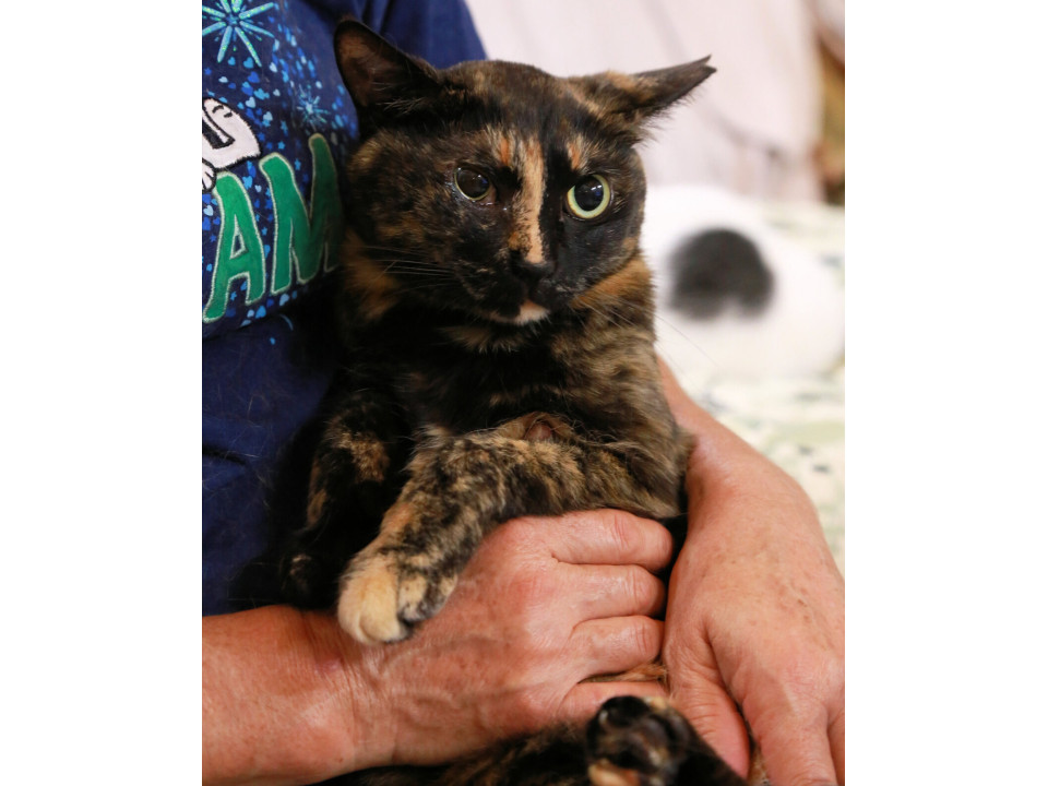 猫エイズキャリア、とても賢く優しいサビ猫