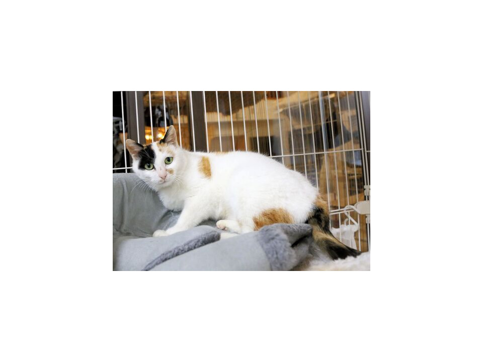 色白美人なとても可愛い三毛猫さん