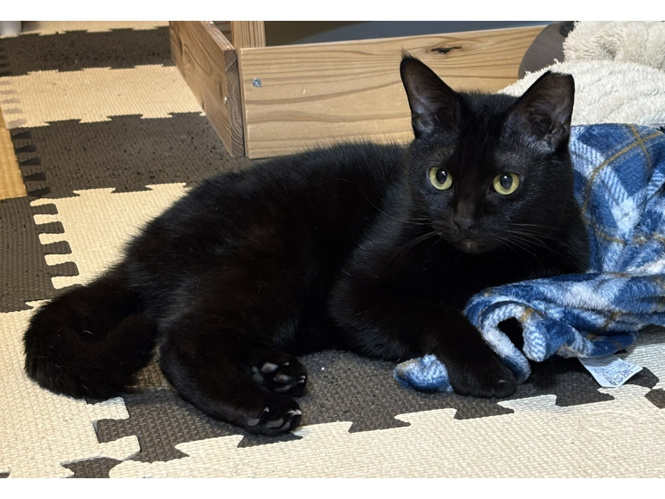 甘えん坊の黒猫ガールです