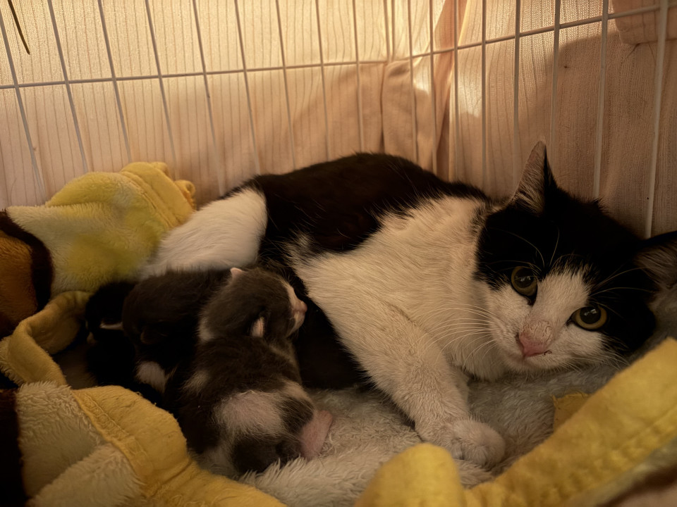 白黒ハチワレママと白サバ子猫
