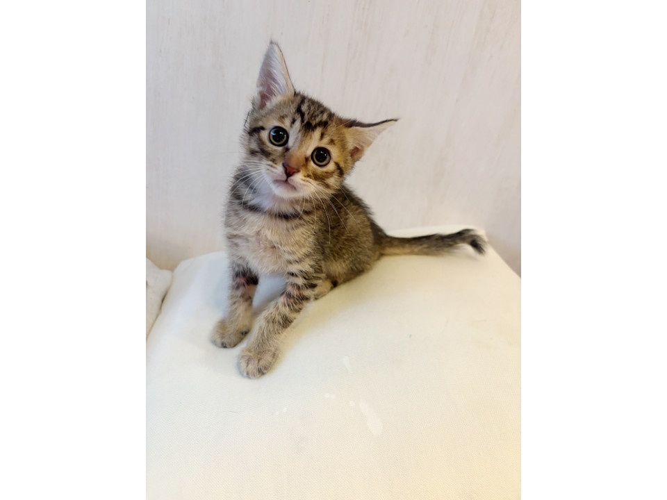 膝乗りちょこんゴロゴロごろくん♡