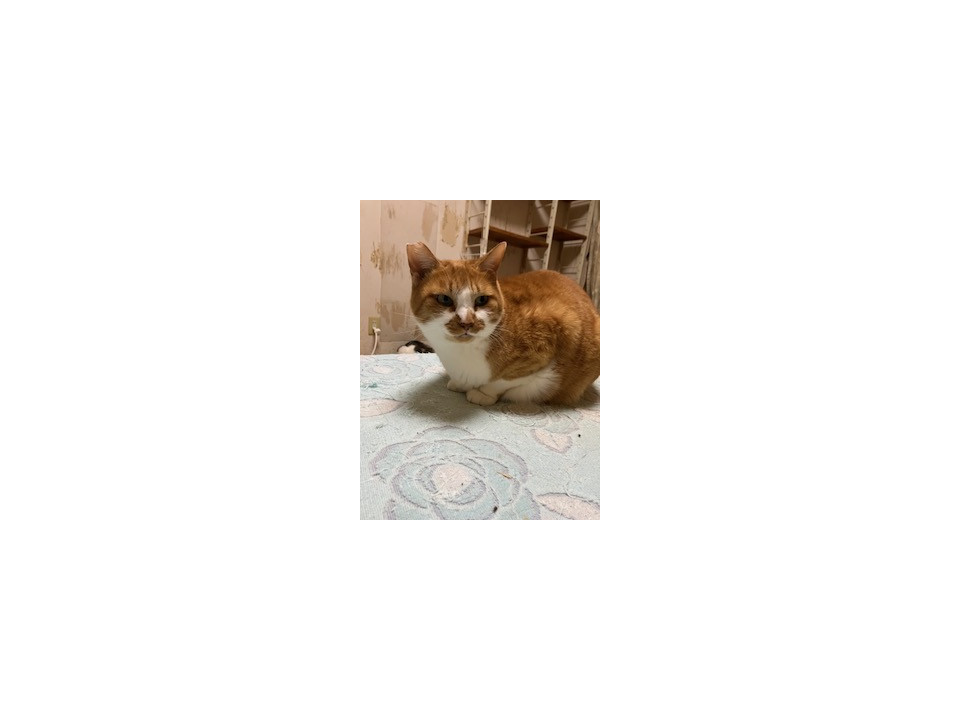 我が家から脱走した愛猫が連れて来ました。
