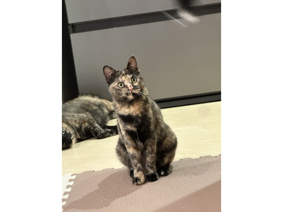 生後7ヶ月のサビ猫ももち(たまち兄弟)